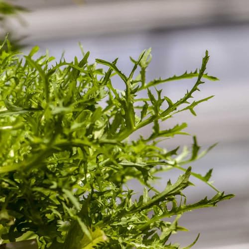 indivie resistenti per giardini rocciosi semi di indivia da orto aromatiche da giardino resistenti in vaso rampicanti esotiche Acquista piantine di invernali 250semi