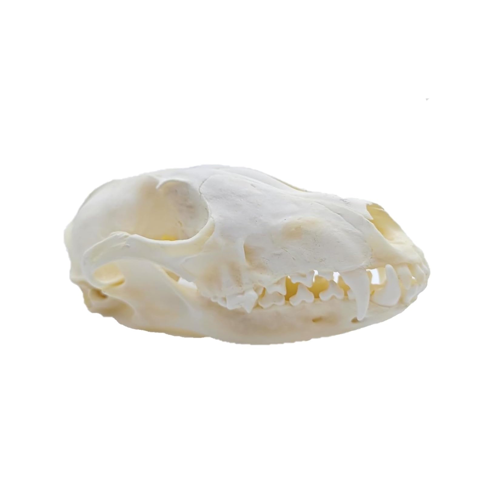 DRXRD Real Animal Skull Specimen, Natural Taxidermy Animal Bones, Resin Skulls Skeleton Decoration, for Science Education and Collections Fox Skull