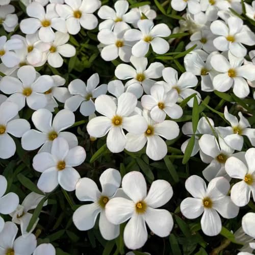 Oxalis, frühlingsblüher bio bodendecker gartenpflanzen für sonnige plätze blumenbeet balkongewächshäuser exotische balkonpflanzen schmetterlingswiese gartendeko für draußen 3Zwiebeln