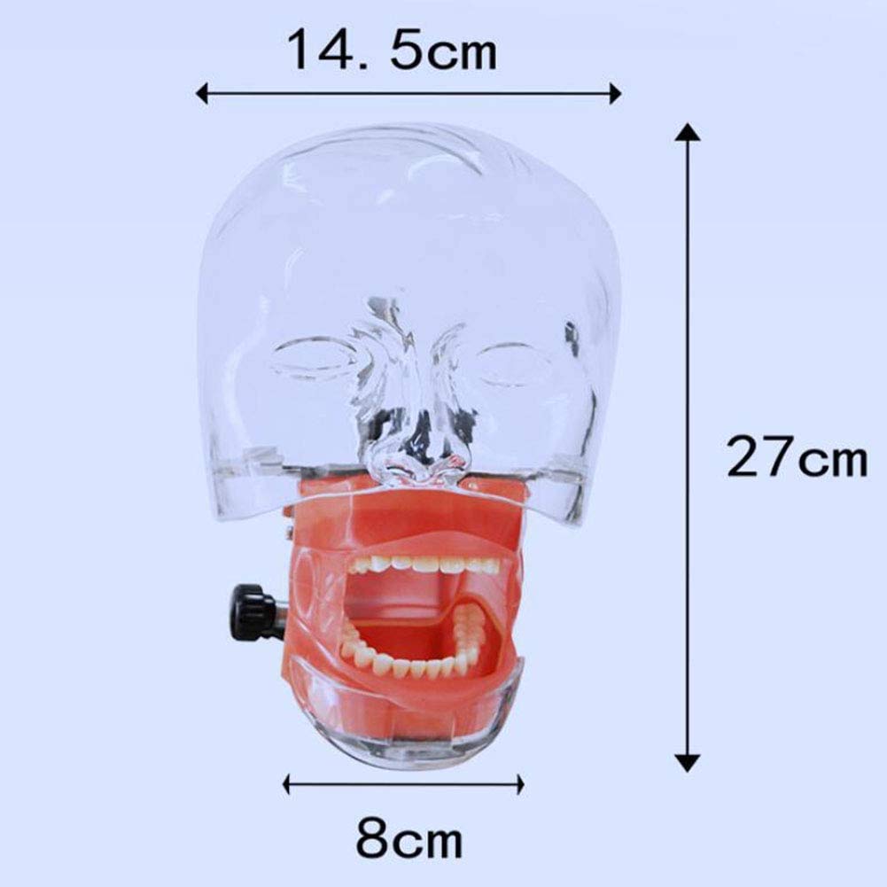 Symulator Stomatologiczny Model Gabinetu Stomatologicznego System Formowania Pojedynczej Głowy Praktyka Stomatologiczna Model Głowy Człowieka Wewnętrzny Dentyst