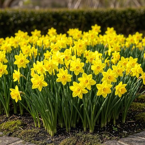 GreenboutiQ - Blumenzwiebeln - Narzissen Zwiebeln Tete-A-Tete - Bulbs Hardy Perennial - Farbe Gelb - 25 Stück - Zwiebelgröße 10/11 - XXL Pack GreenboutiQ - Blumenzwiebeln - Narzissen Zwiebeln Tete-A-Tete - Bulbs Hardy Perennial - Farbe Gelb - 25 Stück - Zwiebelgröße 10/11 - XXL Pack