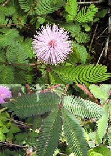 TROPICA - Sensitive Plant (Mimosa pudica) - 70 Seeds - Tropical Magic