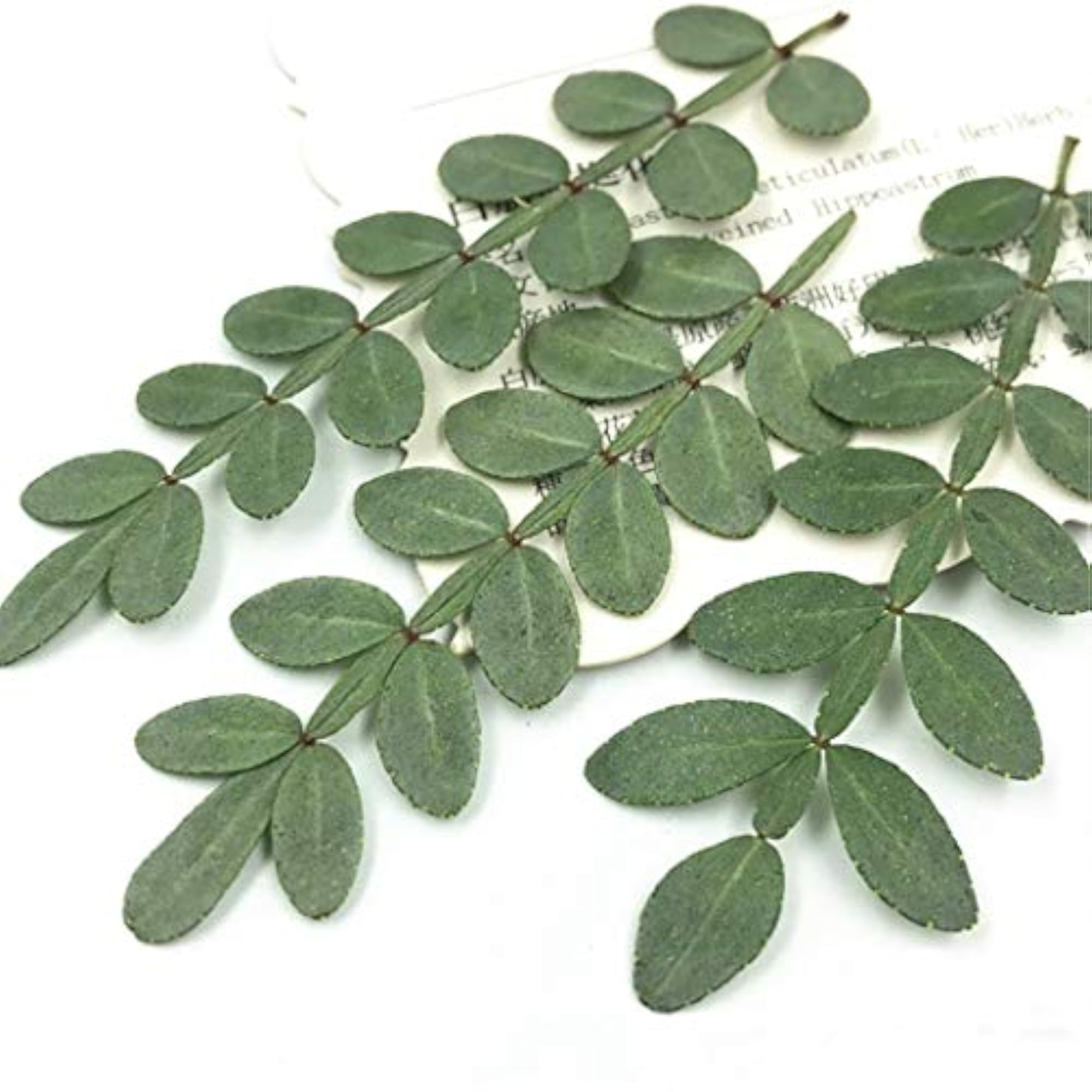 12PCS Dried Leaf Creative Decorative Leaf Pressed Leaf DIY Crafts Material