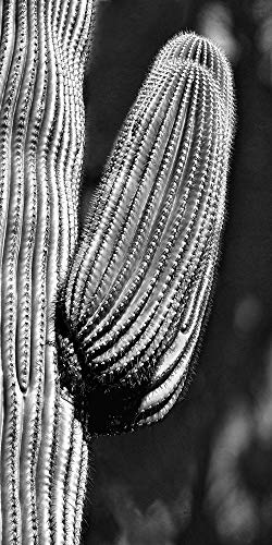Toile enroulée Saguaro Steve Pearlman affiche grand format pour habiller un grand mur vide