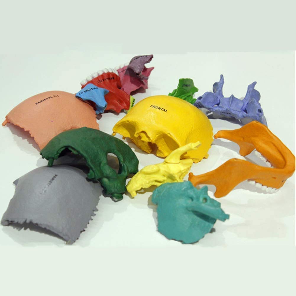 17 Pezzi Scientifico Anatomia Umana 1: 1 Modello Didattico Didattico Crani Ossa di Colore Adulto-Cranio PVC per Una Dimostrazione Didattica di Base in Anatomia