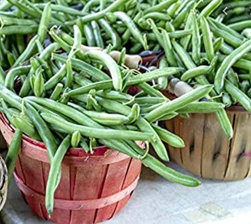 Miniatura 5 de Semillas de frijol de jade para plantar, más de 50 semillas de reliquia por paquete, semillas de jardín de Isla (semillas de jardín de Isla),