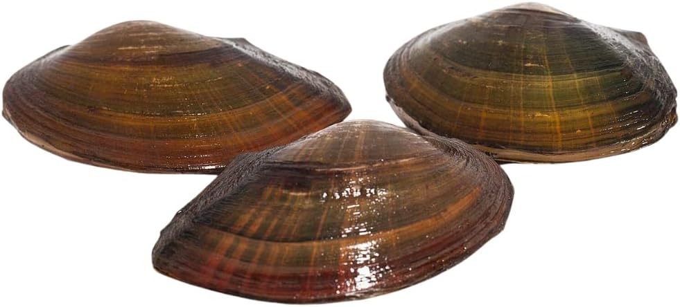 Teichmuschel für den Gartenteich + 1 x NH ToxEx Ball schwebe Algen