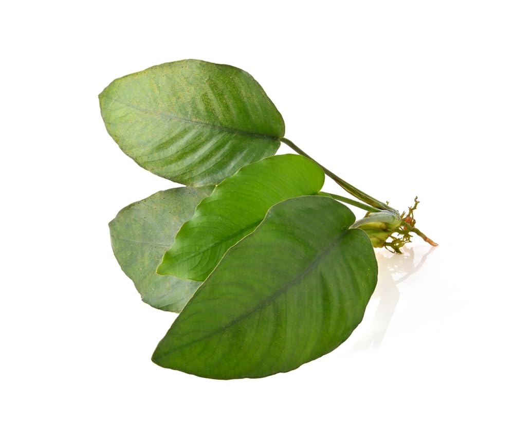 Lincolnshire Pond Plants Ltd - Anubias barteri VAR. Live Aquarium Plant for Freshwater Tropical Tanks Aquascaping (5X Loose)