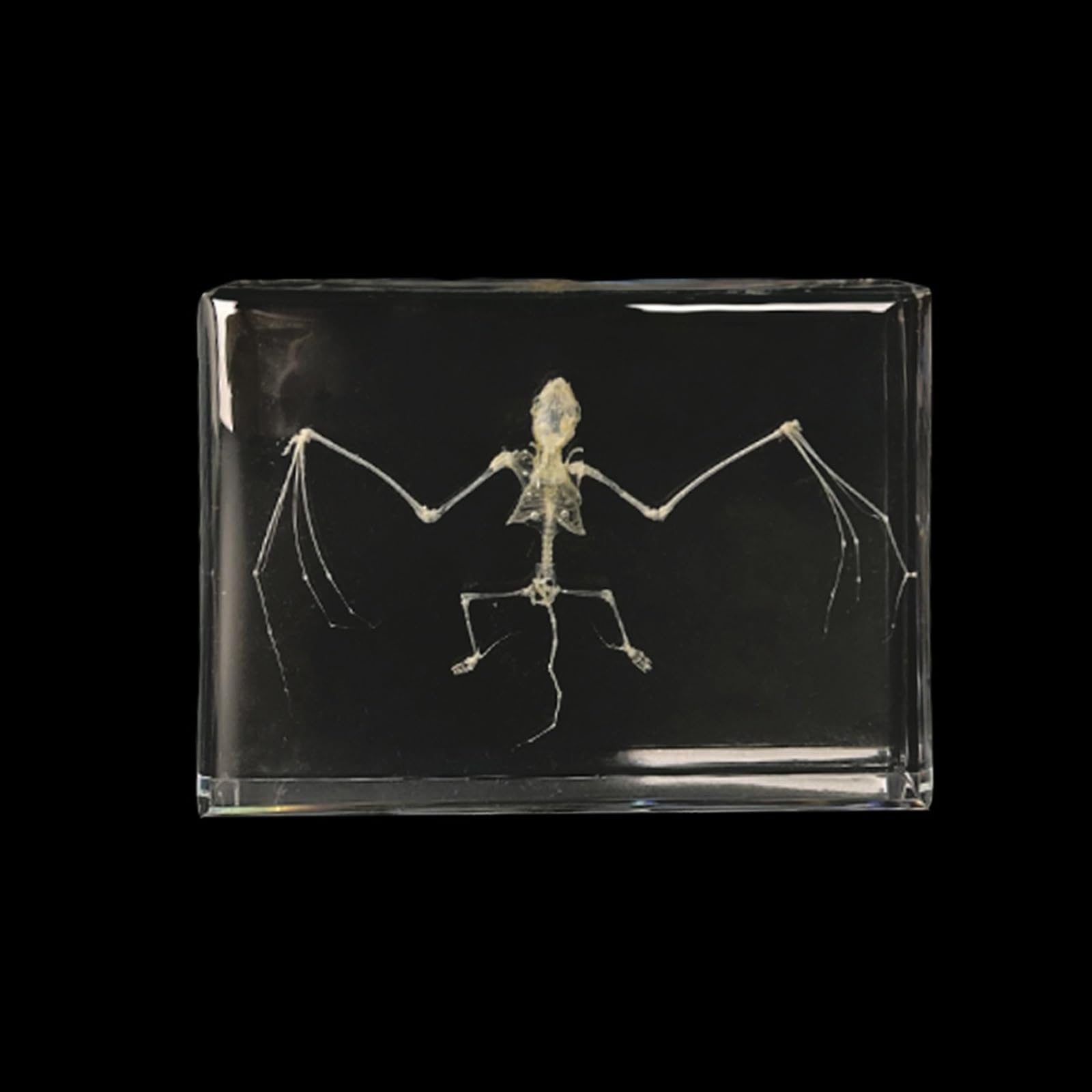 Taxidermy Insect Resin Skeleton, Real Animal Skeleton Block Embedded Specimen for Science Education(Bat bone)