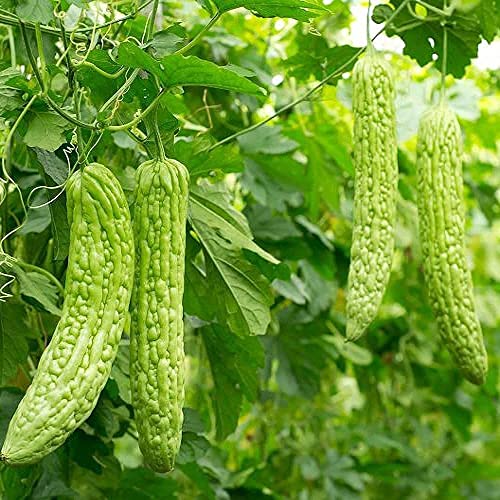 100 Piezas Verde Fresco No OGM Semillas De Calabaza Amarga Melón Amargo Variedad Ornamental Multipropósito Vegetal Anual Apto Cover