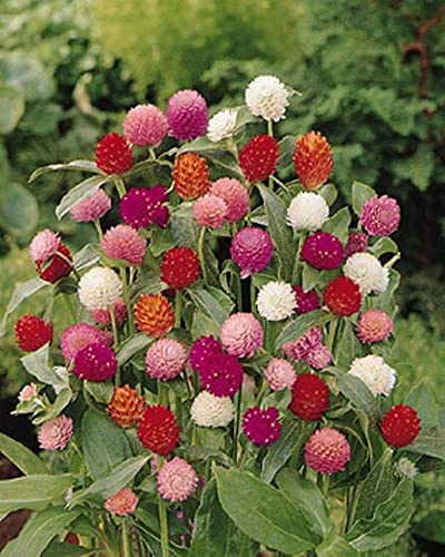 See full amazon price history chart for U-GROW INDIA GOMPHRENA MIX COLOR FLOWER SEEDS (100 SEEDS/PACKET) U-GROW INDIA GOMPHRENA MIX COLOR FLOWER SEEDS (100 SEEDS/PACKET) (B094W63PNV) Amazon Price History, Amazon Price Tracker