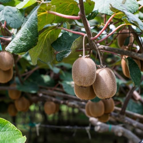 Pianta di Kiwi Actinidia Chinensis, 2 Anni, Albero da Frutto con Fitocella