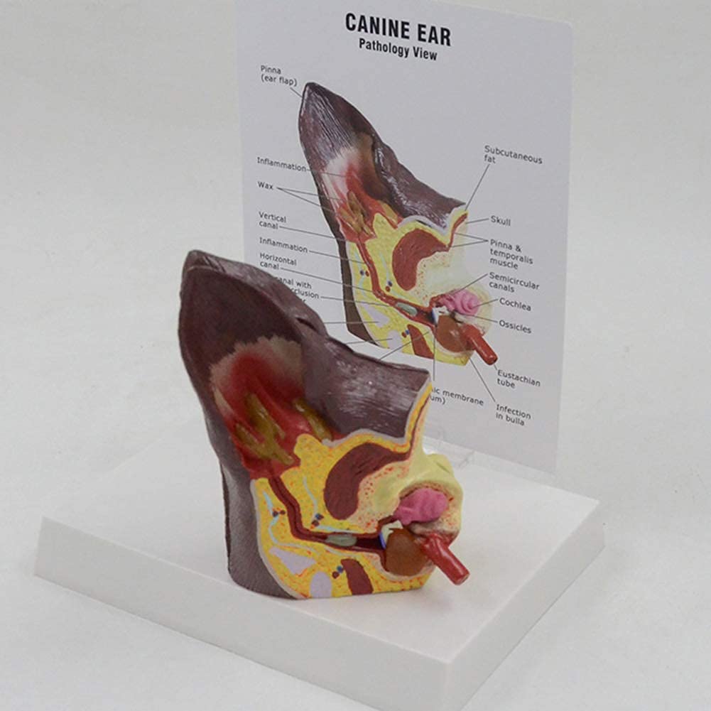 Anatomía de la Oreja de Perro Modelo de Equipo Veterinario Familiar
