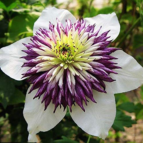 SANHOC Vine Clematis potted clematis garden flowers no the clematis bulbs