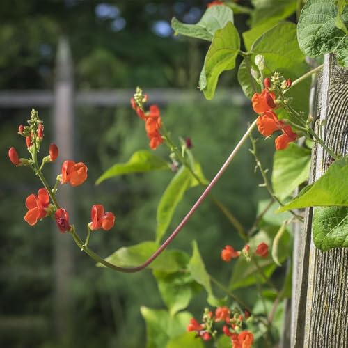Semillas de judía trepadora - Phaseolus coccineus raras judías trepadoras en resistentes en antiguas variedades 15pcs