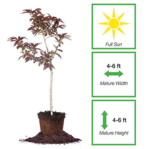 Bonfire Patio Peach Tree | 4 Ft. Tall | Unique Foliage | Brightly Colored Foliage | Self-Pollinating, Produces Fruit #TOP1