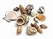 Produktbild NaDeco Muschelmix 'Extra Large', Gewicht ca. 1kg | Muscheln und Schnecken im Mix | Deko-Muscheln zum Basteln | Deko-Muscheln zum Basteln & Dekorieren | Maritime Dekoration | Muscheln und Schnecken