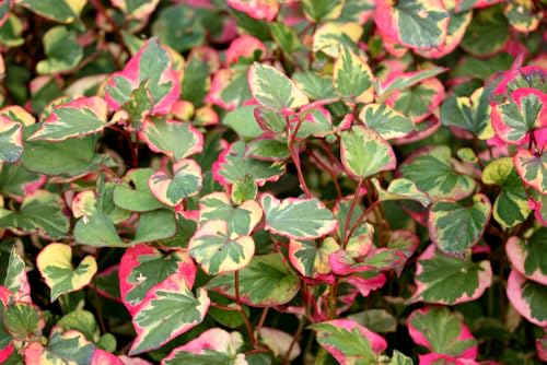 Lincolnshire Pond Plants Ltd - Marginal Aquatic Pond Plant -