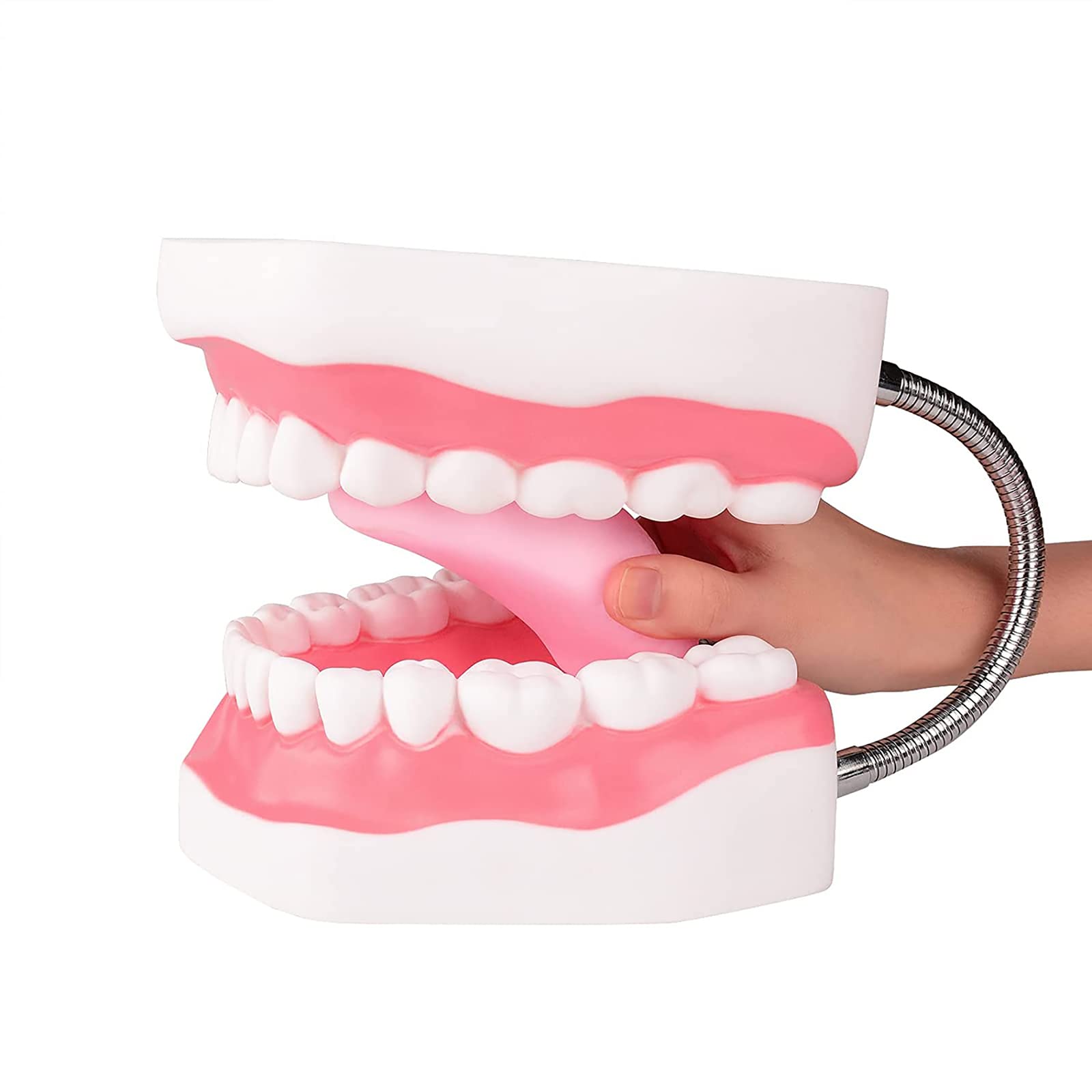 Buy iksvmsis Dental Models For Dental Students, Teeth Model For