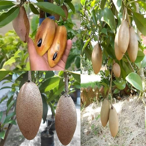 Image of All-Time12 Months Hybrid Grafted Guti Kolom Live Fruit Plant Original & Authentic Organic Tree for Outdoor Fast-Growing Fruit Plant Home Pack Of-1 (Thai Banana Chiku Plant, Medium)