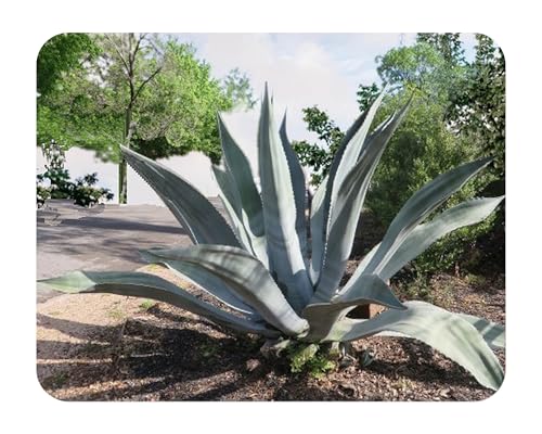 Agave Americana - Century Plant - Large Growing - Dry Desert Succulent -Live Cactus Plant - Emerald Goddess Gardens -Starter Sz 4 Inch Pot
