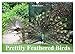 Produktbild Prettily Feathered Birds (Wall Calendar 2023 DIN A3 Landscape)