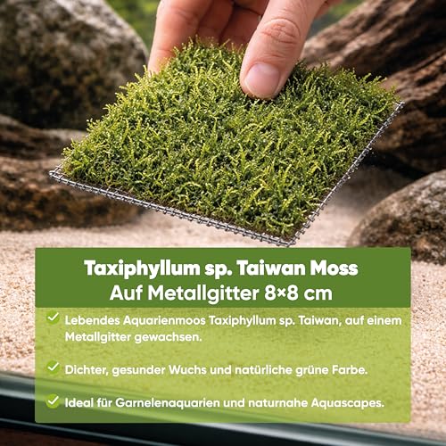 AquaBreedingSkill Taiwan Moos auf Edelstahlgitter 8×8 cm – Taxiphyllum sp. lebendes Aquarium Moos – Fertige Moosmatte für Aquascaping, Garnelen und Nano Aquarium