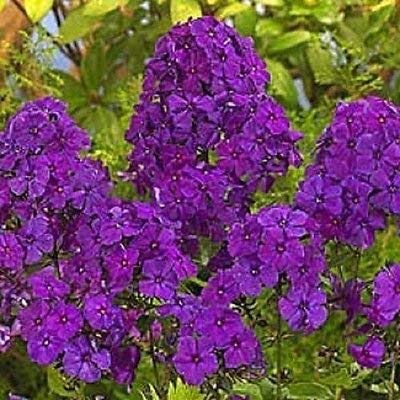 30+ Viola Phlox/profumati semi perenne Fiore Ombra-Loving