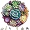 Puzzle Legno 1000 Pezzi Succulente | Delobil | Design Mandala Rilassante