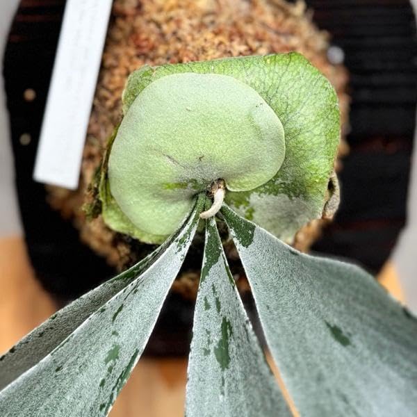 Amazon｜観葉植物：コウモリラン オモ ホワイトラバー 板付け*吊り