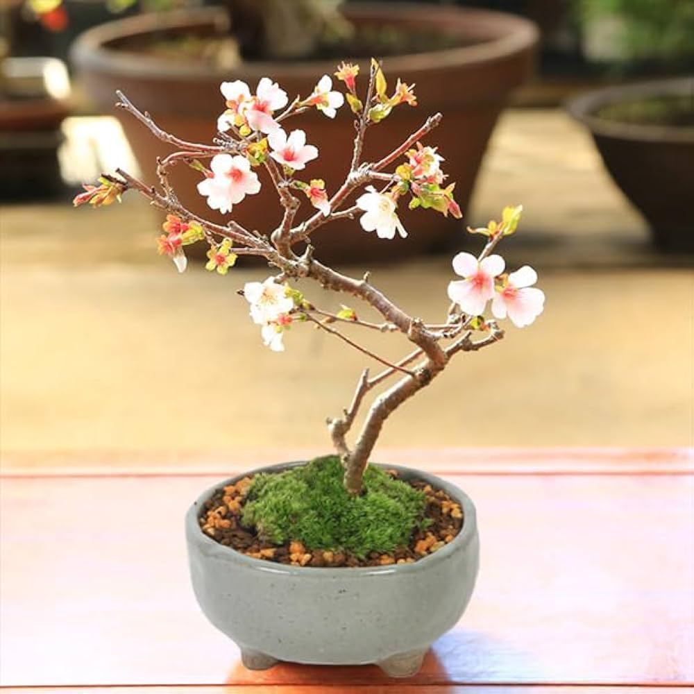 Amazon.co.jp: 遊恵盆栽 桜盆栽：富士桜(信濃寒桜)*(鉢 現代小鉢