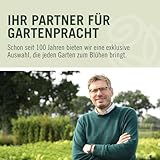 Kletterrose Moonlight in Kupfer-Gelb - Rosa - Kletter-Rose winterhart & duftend - Pflanze für Rankhilfe im 5 Liter Container von Garten Schlüter - Pflanzen in Top Qualität