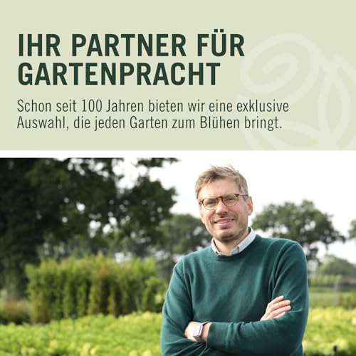 Kletterrose Moonlight in Kupfer-Gelb - Rosa - Kletter-Rose winterhart & duftend - Pflanze für Rankhilfe im 5 Liter Container von Garten Schlüter - Pflanzen in Top Qualität