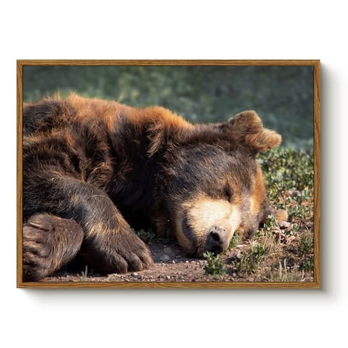 Framed Vintage Wall Art, Sleeping Bear Pictures Wall Decor, 12 x 16 Inch