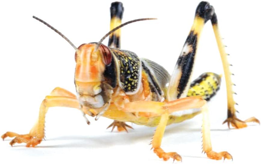 MonkfieldNutrition - Live Locusts - 36-42mm - Bulk Bag of 50 - Popular Source of Live Food - Live Locusts for Reptiles - Food & Treats for Reptiles