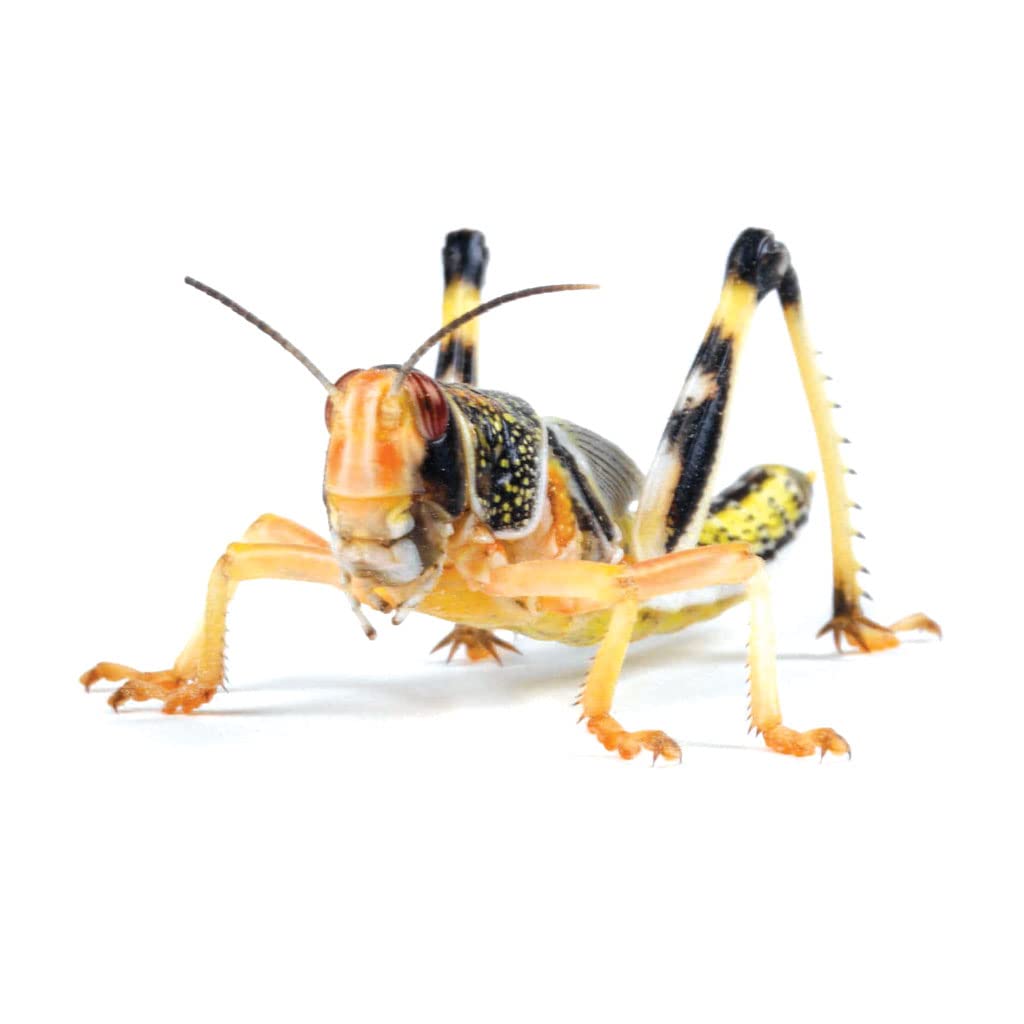 MonkfieldNutrition - Live Locusts - 36-42mm - Bulk Bag of 50 - Popular Source of Live Food - Live Locusts for Reptiles - Food & Treats for Reptiles