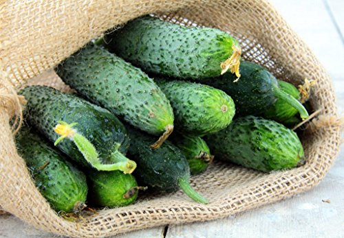 Seeds Rare Cucumber Titus F1 45 Days Early Pickling Vegetable For Planting Non Gmo #TOP3