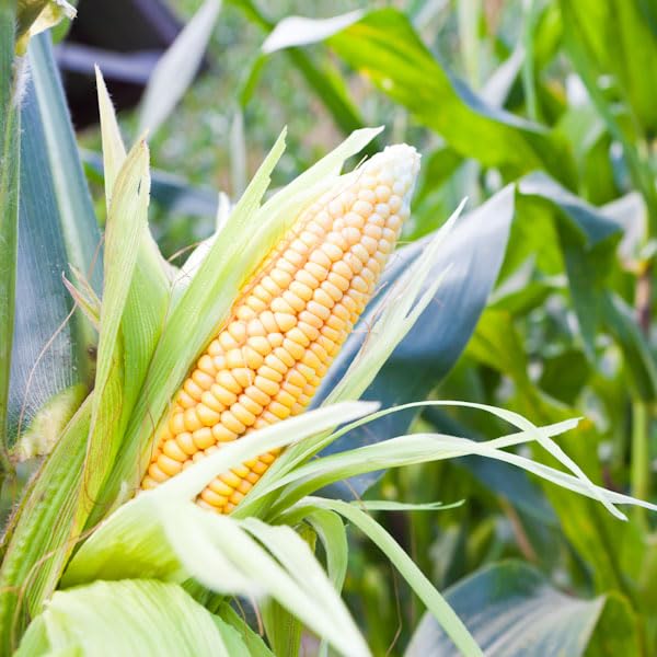Sweetcorn 'Earlibird' Pack of 3 Garden Ready Plants in 10.5cm pots