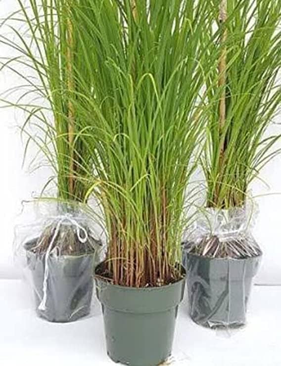 Live Fresh Lemongrass Medicinal Plant With 4inch Plastic Pot (B0CSDQYDHY) Amazon Price History, Amazon Price Tracker