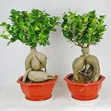 Seeds is the set Seeds Agramsero exotic bonsai Banyan Tree Seed Office Desk Ficus Ginseng Seed, Perennial Ficus Microcarpa The Budding Rate 95% 10 Pcs: Only Seeds