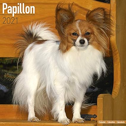 Calendrier 21 Epagneul Papillon Av Chien De Race Epagneul Papillon Offert Un Agenda De Poche Amazon Fr Fournitures De Bureau