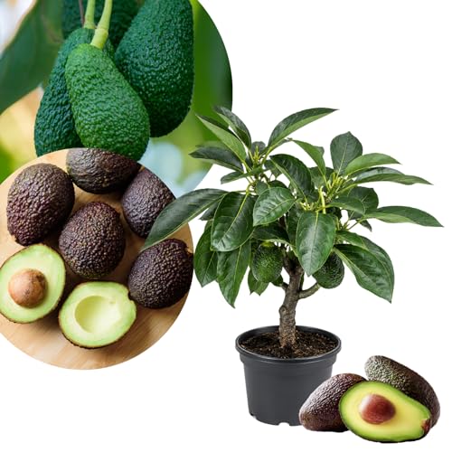 HASS Avocado Plant Live 8-10 Tall Cold Hardy Avocado Tree Seedlings Ready to Grow Tropical Fruit Tree for Outdoor Growing