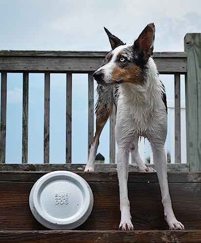 Bluewater Dog Frisbee, Floating, Waterproof, Lightweight, Durable Foam, Aerodynamic Disc For Medium And Large Dogs Puppy - Frisbee For Fetch, Tug Of War, Catch, Play, 8.5” (White) #TOP6
