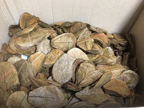 150g Seemandelbaumblätter XXL – Catappa Leaves 2 Produktbild-Vorschau 2