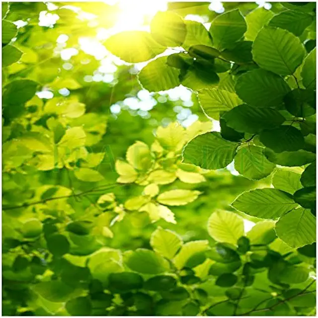 Sticker Boîte aux Lettres Feuille Nature 30x30cm - Trompe-l'œil Décoratif