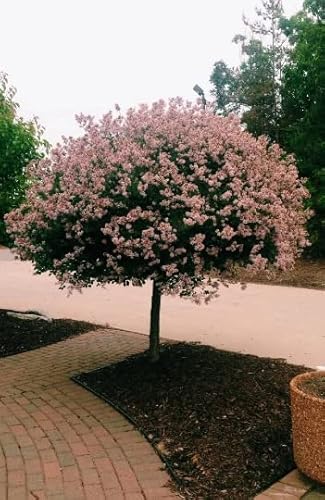 Tristar Plants - Dwarf Korean Lilac, 1 Gallon Trade Pot, 2'Ft Tall - Syringa Meyeri Palibin, Compact Shrub, Dwarf Bush, Flowering, Fragrant, Cold Hardy, Healthy Established Roots, #TOP3