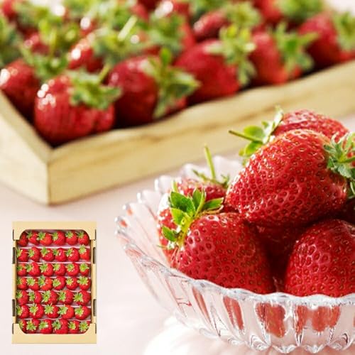 [\tE1蔭\] iN  t̂ Y NxƔɍł鎲tnZpƎ LSݓXACe ZÂ݂Ə_炩_▭ȃoX Y (1 1Kg) iǗ ①Ǘ ①