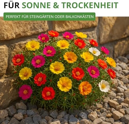 Purslane Filled Mix Seeds - Portulaca Grandiflora - Flower Seeds - Seeds for 150 Plants - View 7