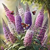 Butterfly Bush Mix Seeds – Buddleja Davidii | Perennial Flowering Shrub | Fragrant, Pollinator-Friendly & Fast-Growing