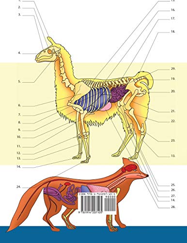Veterinary & Zoology Coloring Book: 2-in-1 Compilation | Incredibly Detailed Self-Test Animal Anatomy Color workbook | Perfect Gift for Vet Students and Animal Lovers - Image 2